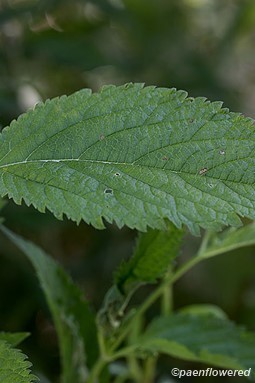 Leaf